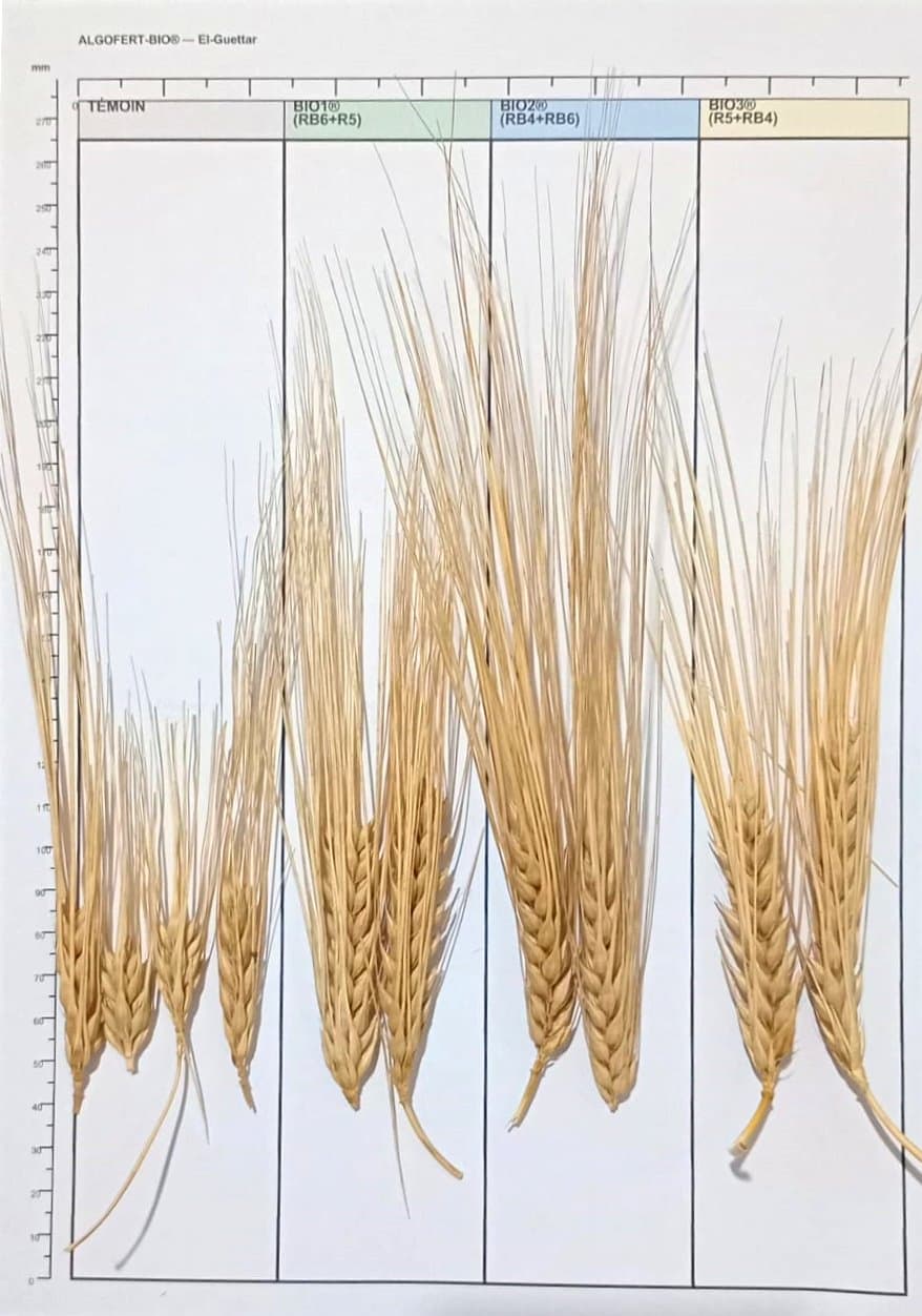 Comparaison des épis à la récolte