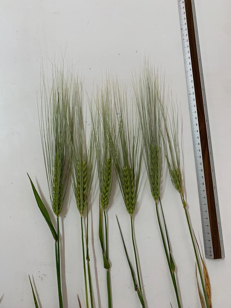 Comparaison d’épis verts