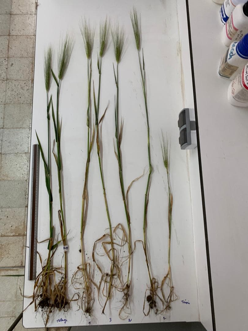Comparaison de plantes entières