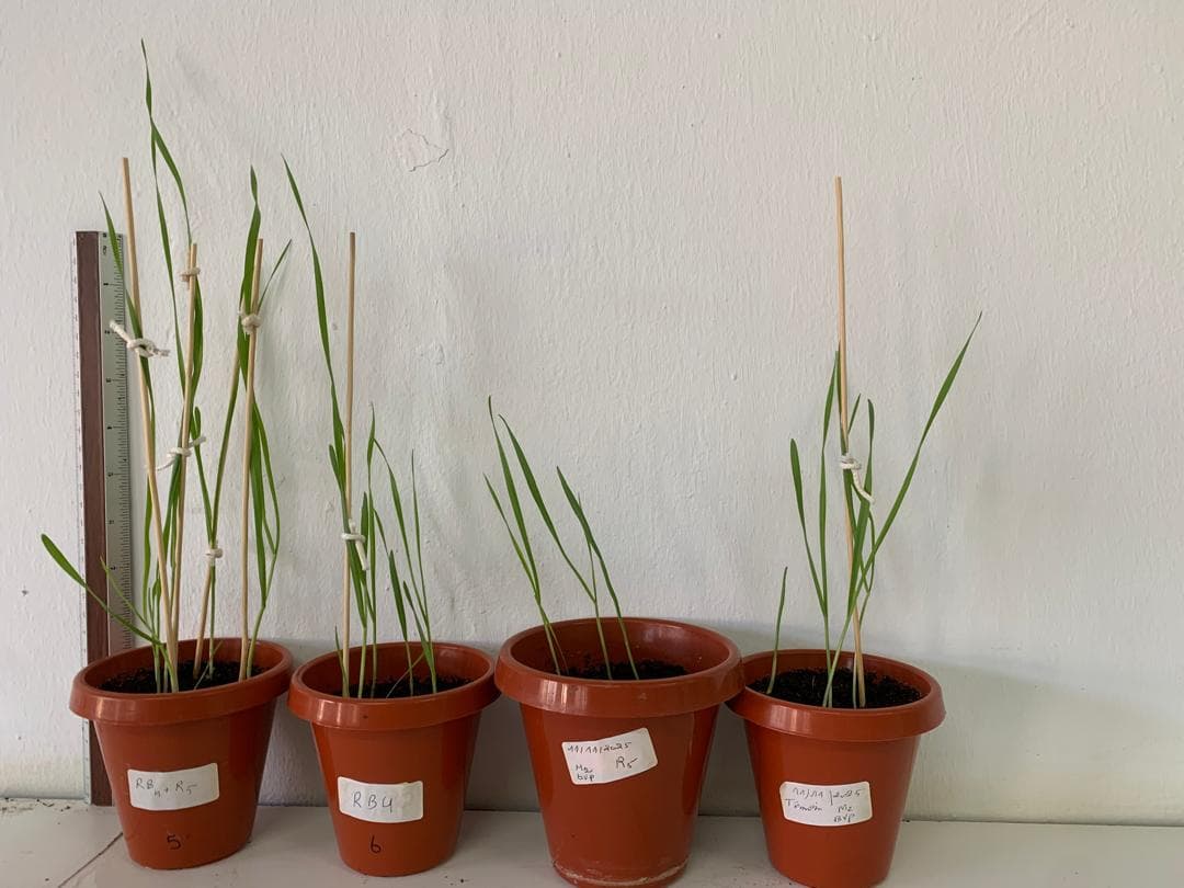 Essais en pots des consortiums bactériens sur orge
