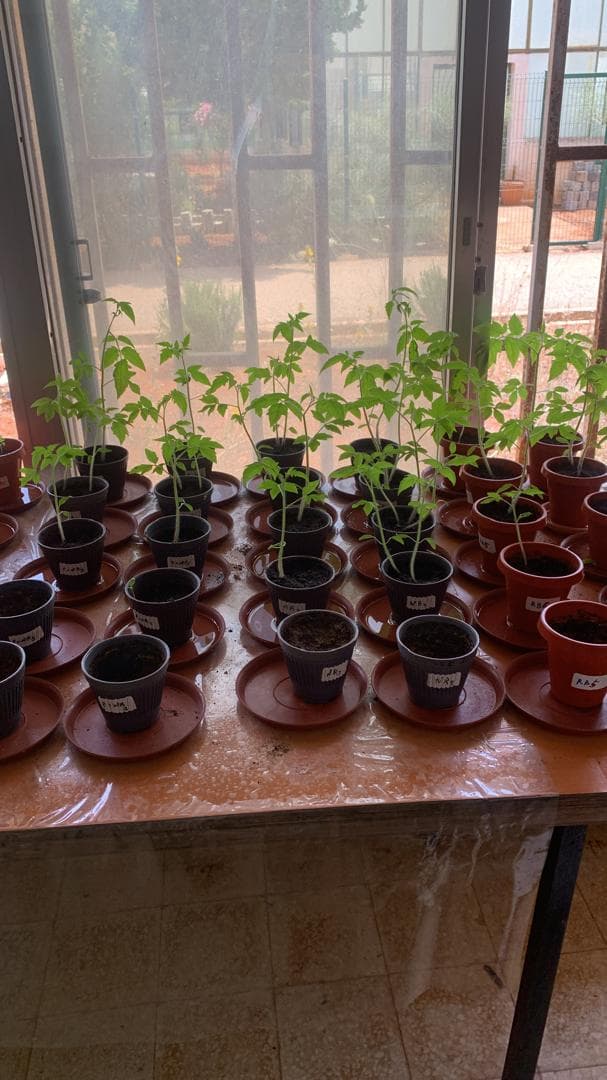 Essais en pots des consortiums bactériens sur tomate
